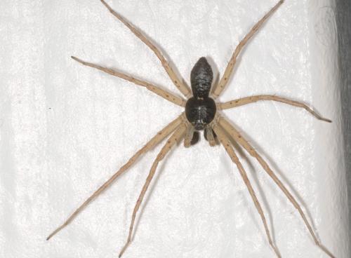 Philodromus dispar